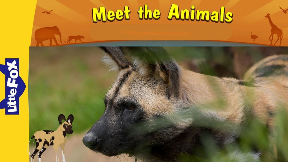 مجموعه آموزشی Meet the Animals (ملاقات با حیوانات) 