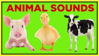 Farm Animal Sounds for Toddlers