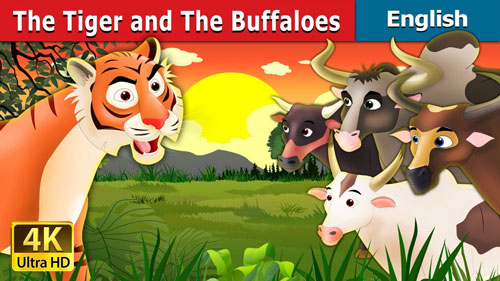 Tiger and Buffaloes