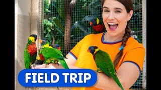 Colourful Birds in the Worlds Largest Indoor Free-Flying Aviary