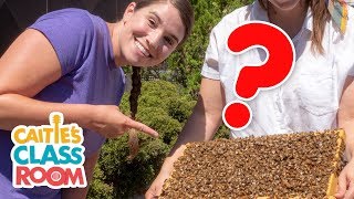 Visit An Urban Beehive & Make Honey