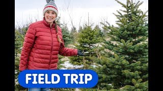 Lets Find The Perfect Christmas Tree