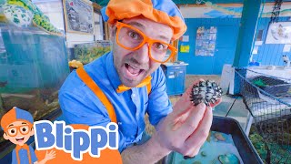 Learning Under Water Animals With Blippi