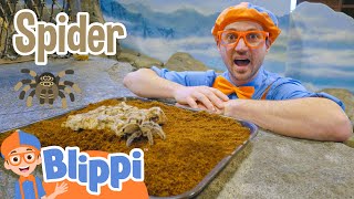 Blippi Visits The Zoo