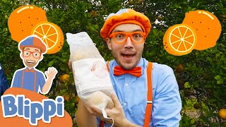 Blippi Visits an Orange Farm