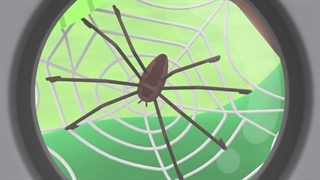 S01E44-Goliath Birdeater Spider