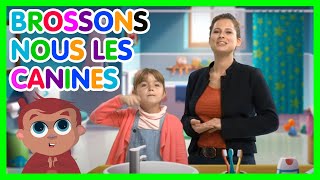 Ep27-Brossons nous les canines