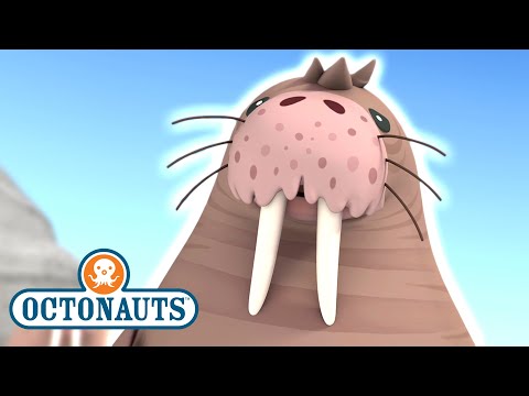 S01E04-Octonauts and the Walrus Chief