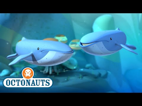 S01E23-Octonauts and the Mixed Up Whales