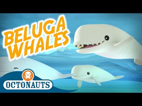 S01E26-Octonauts and the Beluga Whales