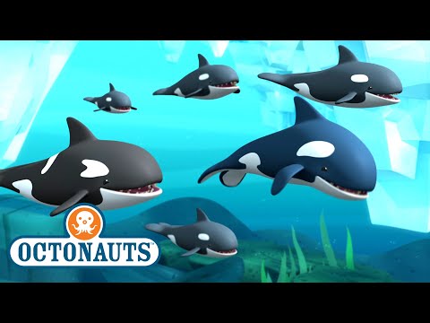 S01E37-Octonauts and the Arctic Orcas