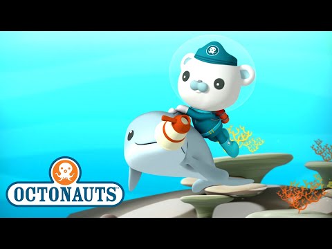 S01E41-Octonauts and the Dolphin Reef Rescue