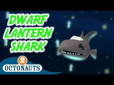 S01E44-Octonauts and the Dwarf Lanternshark