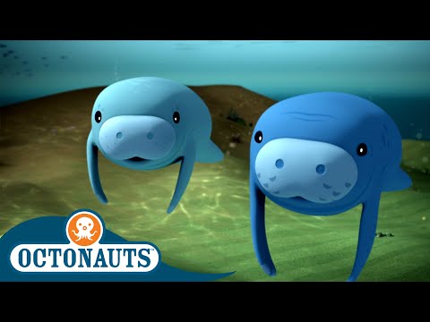 S02E19-Octonauts and the Manatees