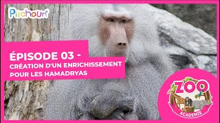 S01E03-Création d'un enrichissement pour les Hamadryas