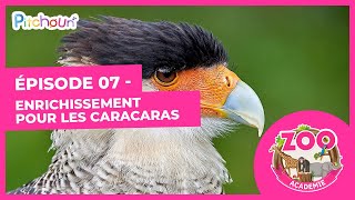 S01E07-Enrichissement pour les Caracaras