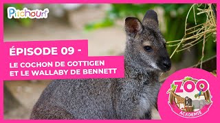 S01E09-Le soigneur animalier le Cochon de Gottingen et le Wallaby de Bennett