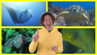 Sea Creatures Part 2 Finger Family Song with Matt