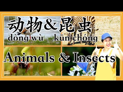 Animals and Insects