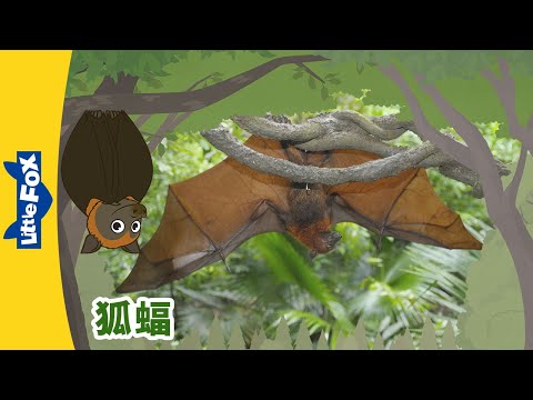 E18-Flying Fox