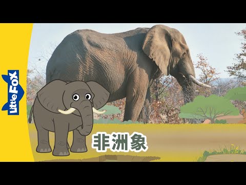 E19-African Elephant