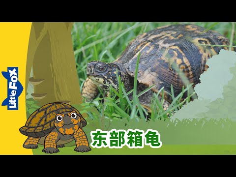 E20-Eastern Box Turtle