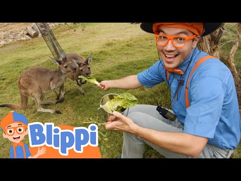 Blippi Visits San Diego Zoo Safari Park