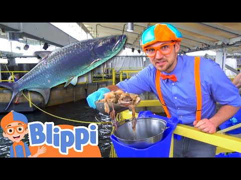 Blippi Visits The Florida Aquarium - Sea Animals With Blippi