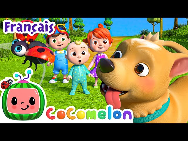 Où est mon petit chien