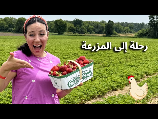 50- رحلة إلى المزرعة - قطاف البازلاء والفراولة - الحيوانات الأليفة