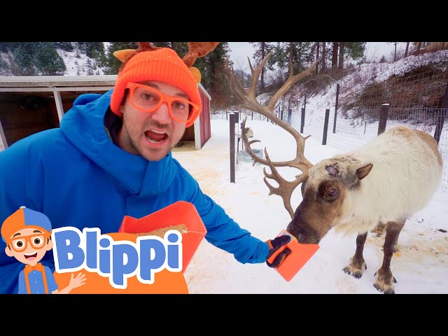 Blippi Visits a Reindeer Farm