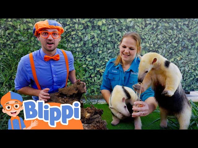 Blippi's Summer Camping Sleepover at the Safari Park Zoo