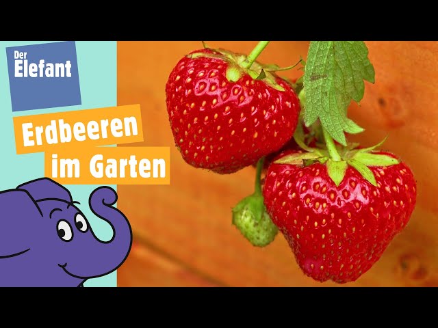 Wie wachsen Erdbeeren