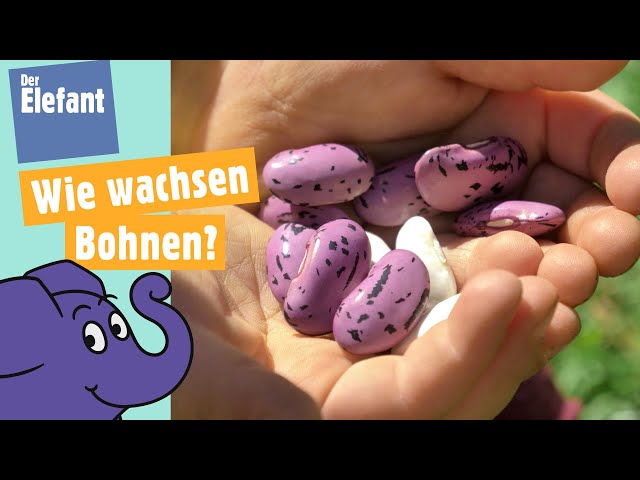 Wie wachsen Bohnen