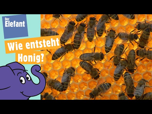 Wie machen Bienen Honig