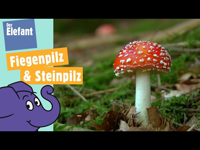 Wie wachsen Pilze im Wald