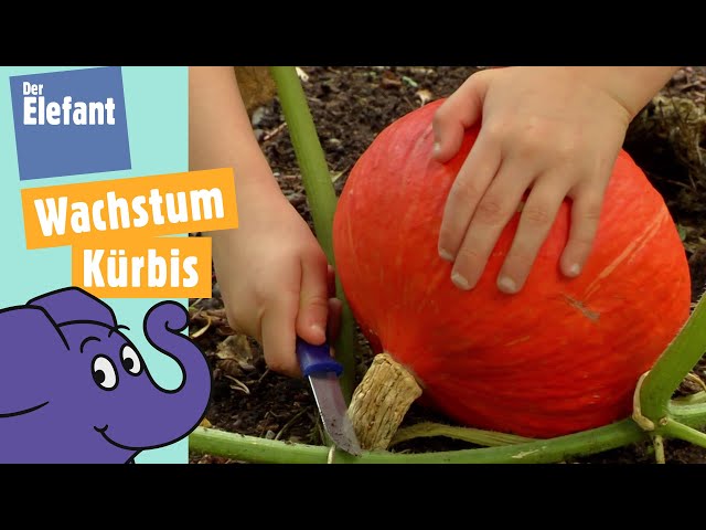 Wie wächst ein Kürbis