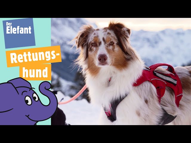 Wie arbeitet ein Lawinenhund