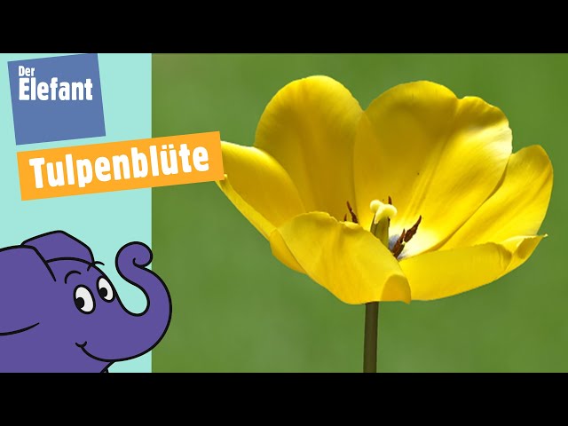 Wie öffnet sich eine Tulpe
