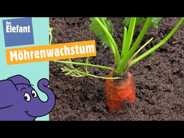 Wie wachsen Möhren