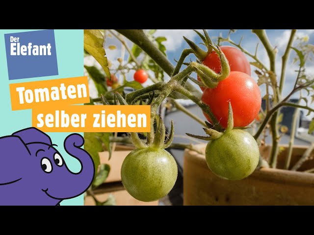Wie wachsen Tomaten