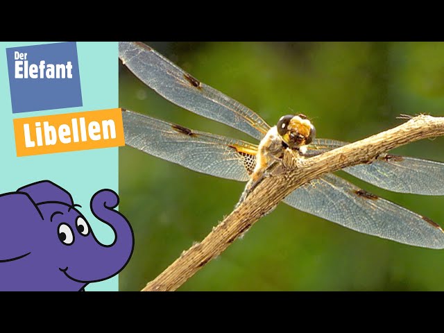 Wie fliegen Libellen