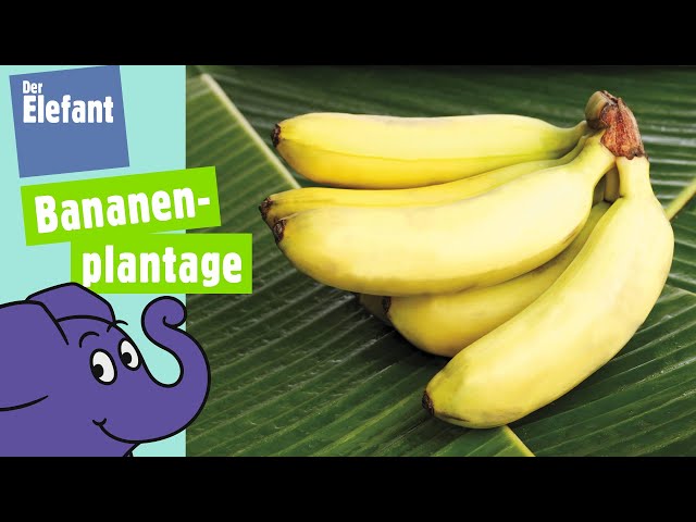 Warum wächst die Banane krumm
