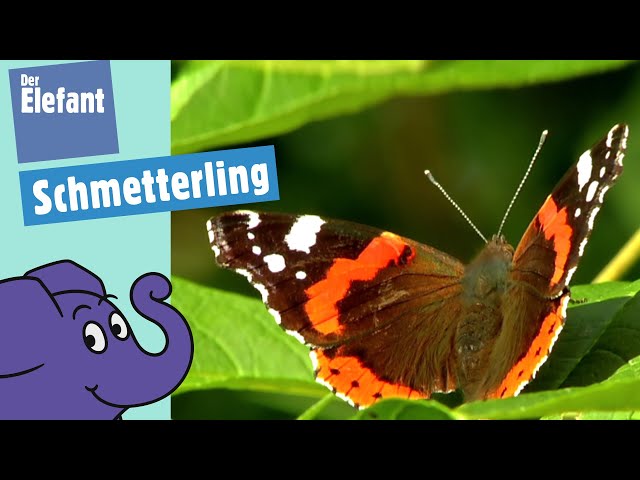 Haben Schmetterlinge einen Rüssel