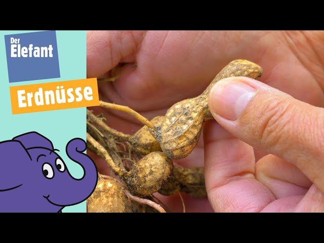 Warum heißt die Erdnuss Erdnuss