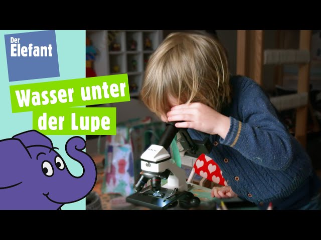 Was ist ein Pantoffeltierchen