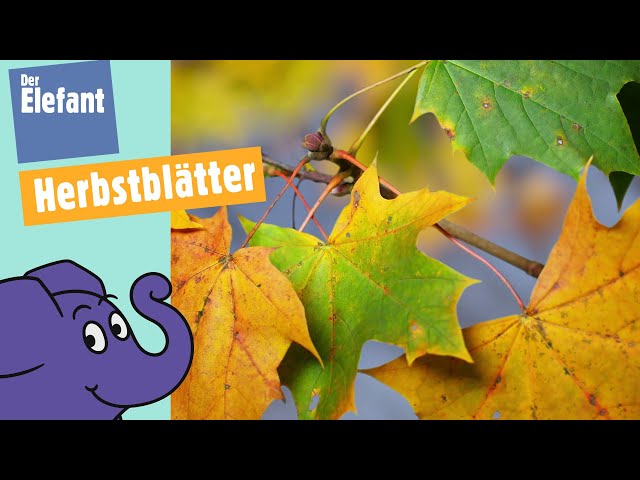 Warum verfärben sich Blätter im Herbst