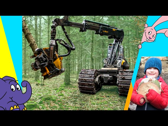 Moritz und die Maschinen Im Wald mit der Baumfällmaschine