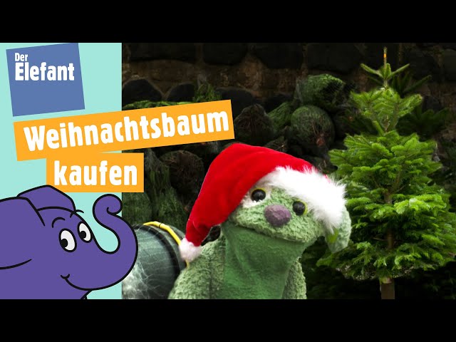 Knolle kauft einen Tannenbaum für Weihnachten