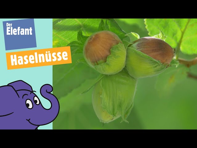 Vom Kätzchen zur Frucht - Wie wächst die Haselnuss